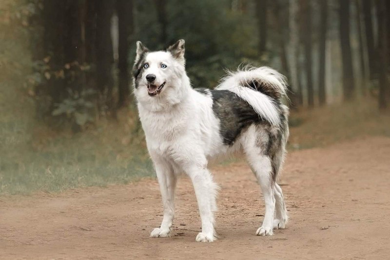 Клонированная лайка Кэрэчээнэ