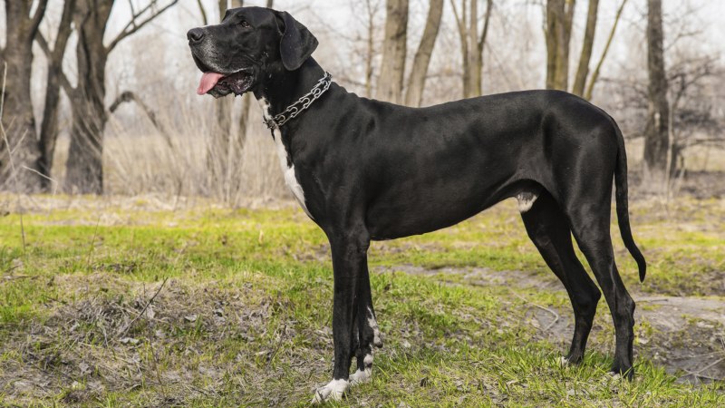 Great Dane собака