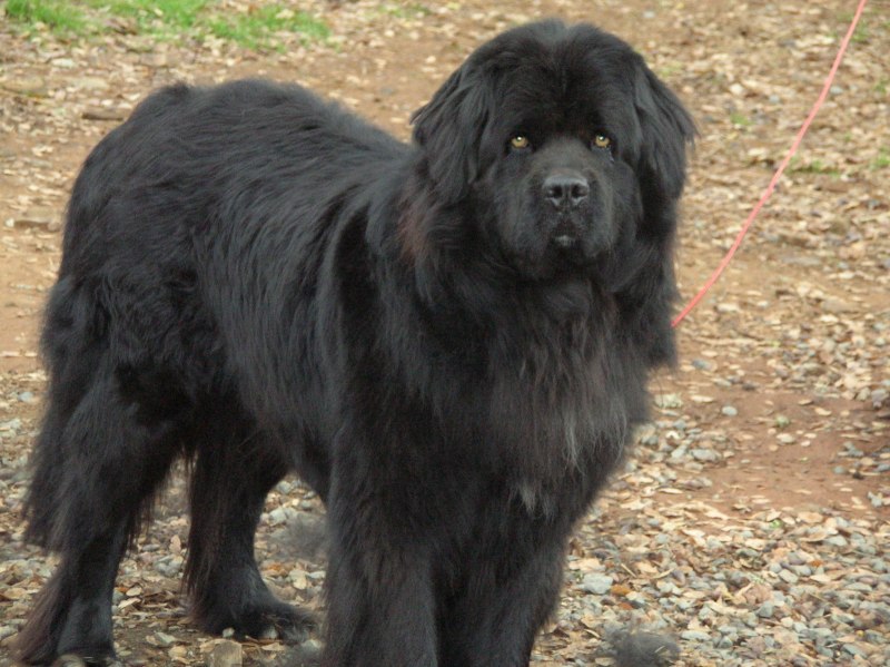 Ньюфаундленд / Newfoundland (50) к