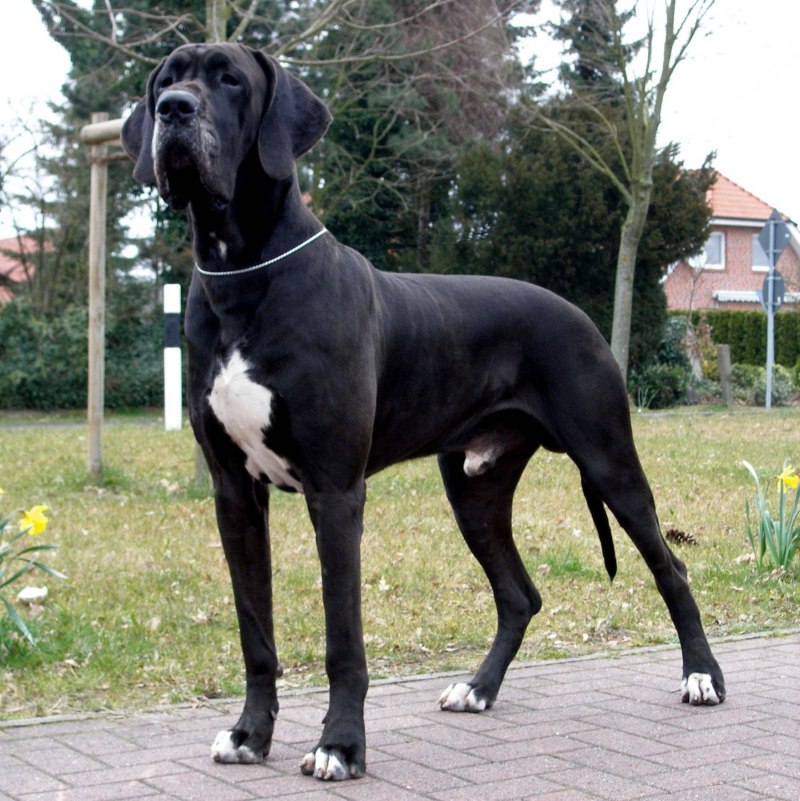Great Dane