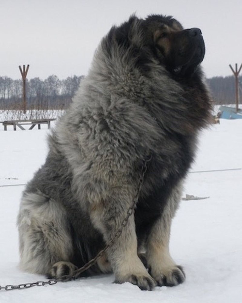 Кавказская овчарка
