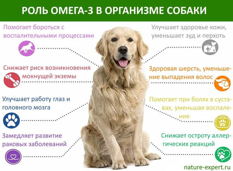 Натуралка для собак