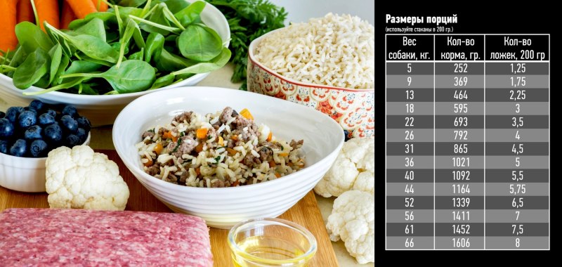 Рацион питания собаки маленькой породы