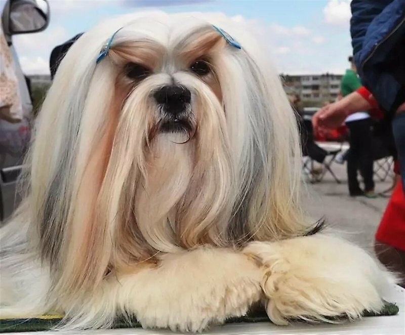 Лхасский Апсо