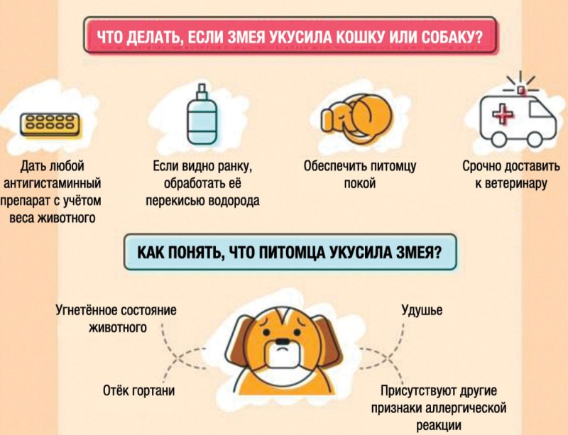 Коронавирусный энтерит у собак