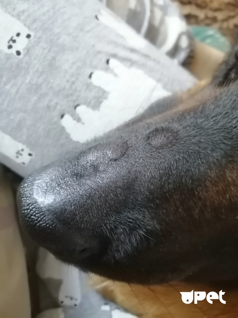 Poisoning Dog