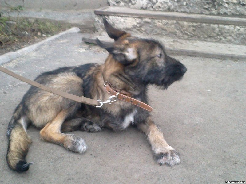 Фото собак породы Ханна