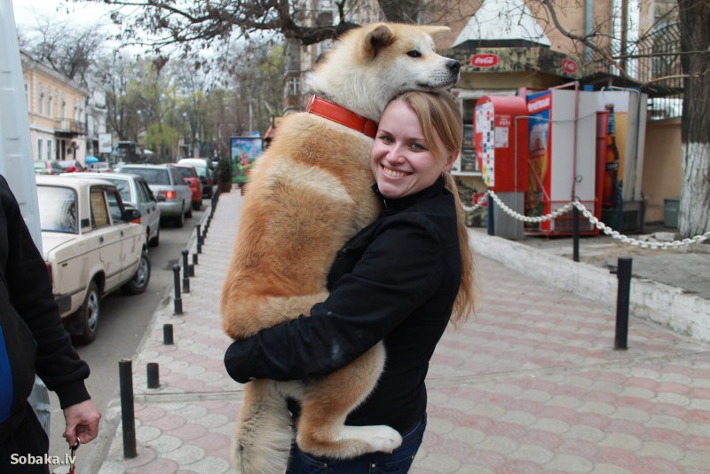 Японский Хин