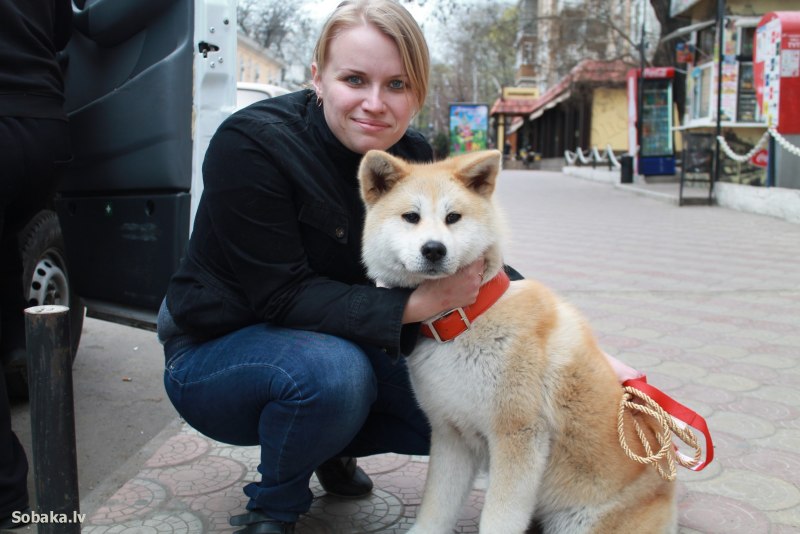 Щенки Акита ину фото 1 месяц