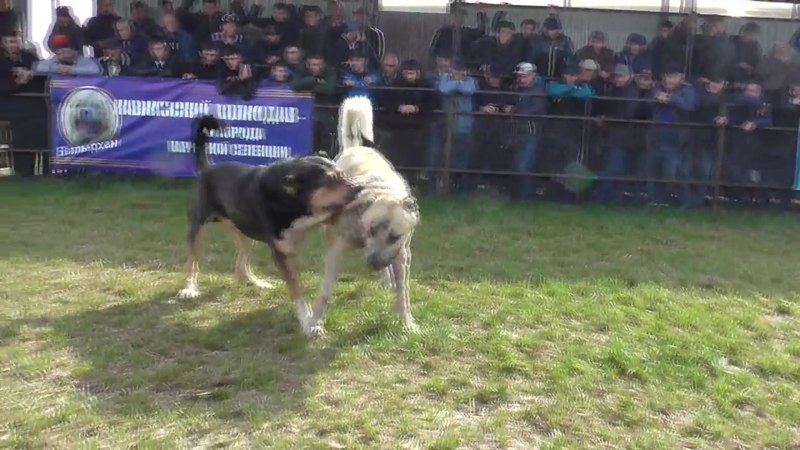 Акита ину хана