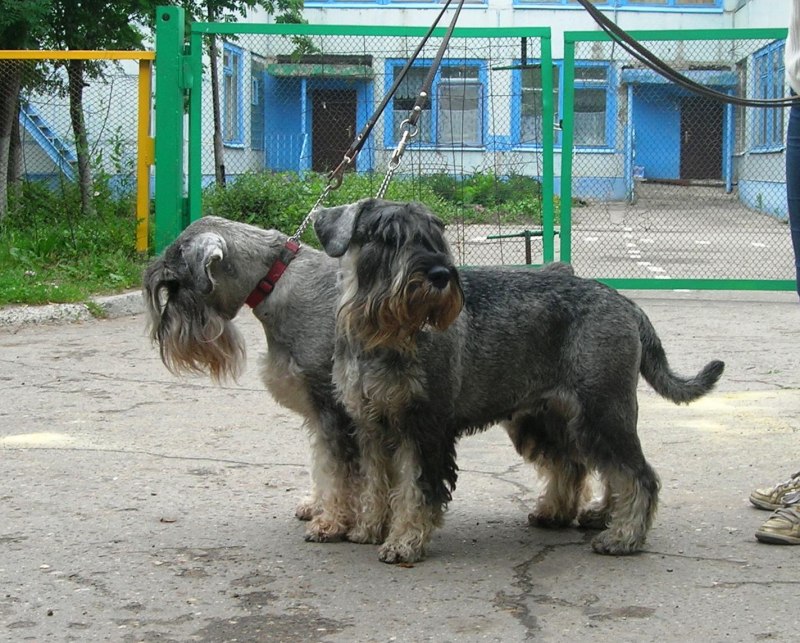 Ризеншнауцер некупированный