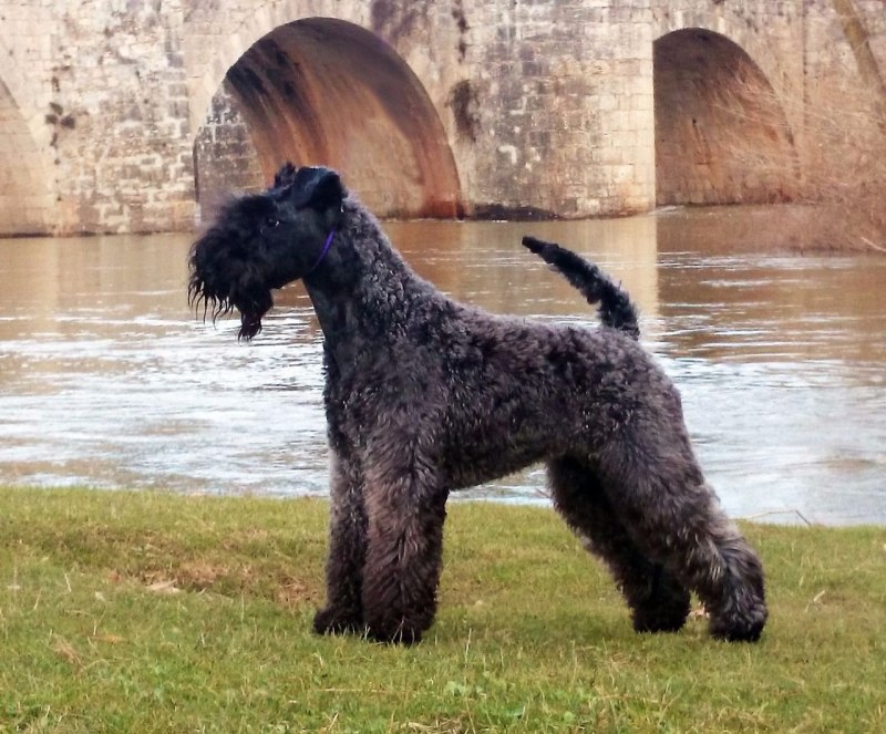Ирландский терьер Irish Terrier