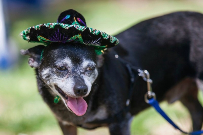 Чихуахуа sombrero