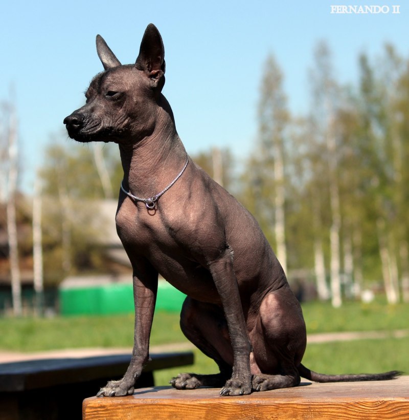 Лысая собака ксолоитцкуинтли