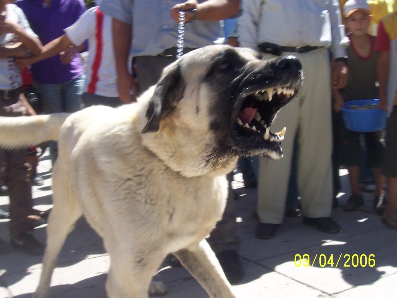 Kangal,алабай giants