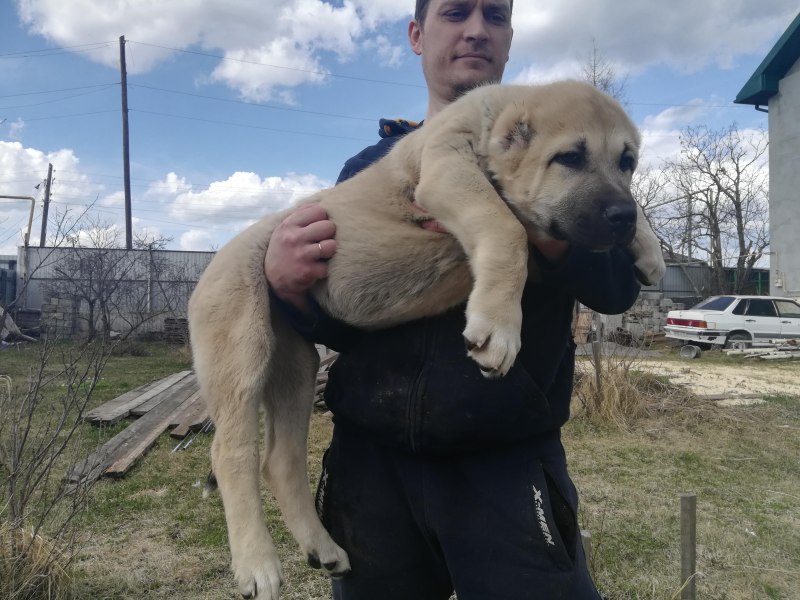 Туркменский волкодав кангал