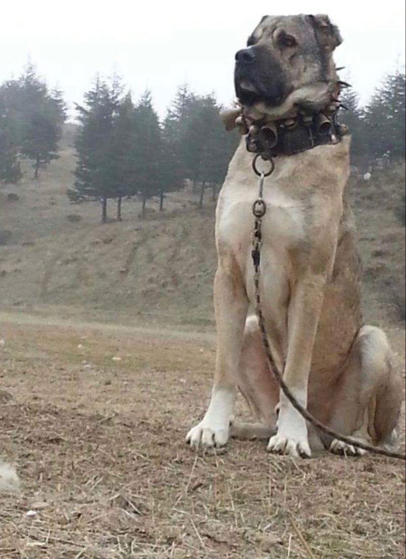 Турк кангал
