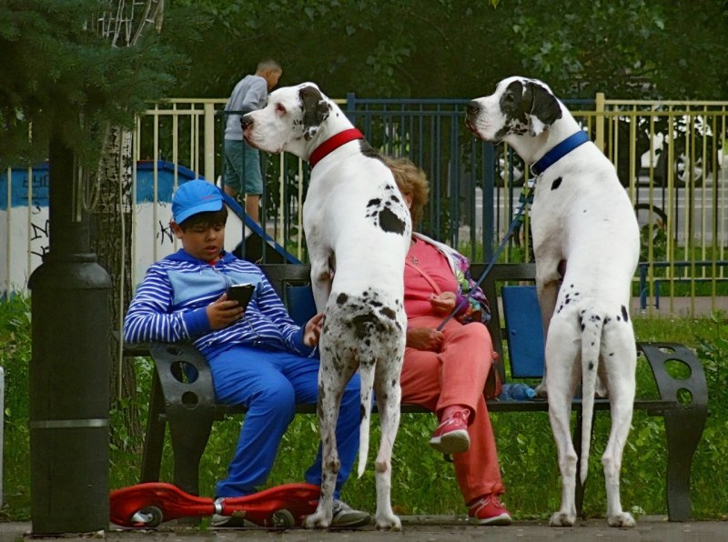 Бернский зенненхунд витилиго