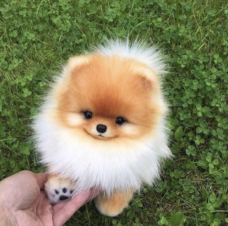 Померанский шпиц корейский