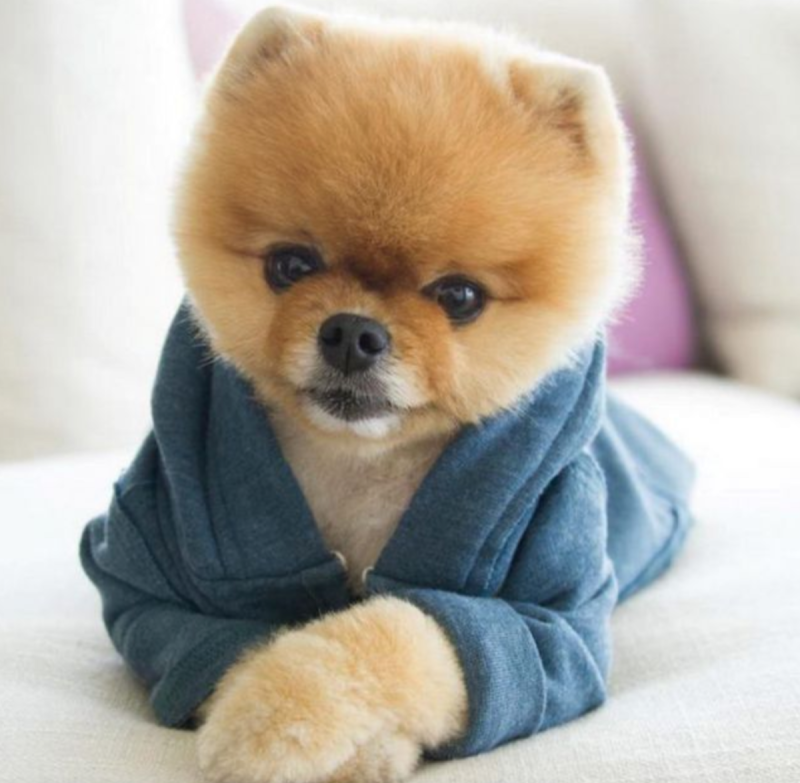 Померанский шпиц Boo
