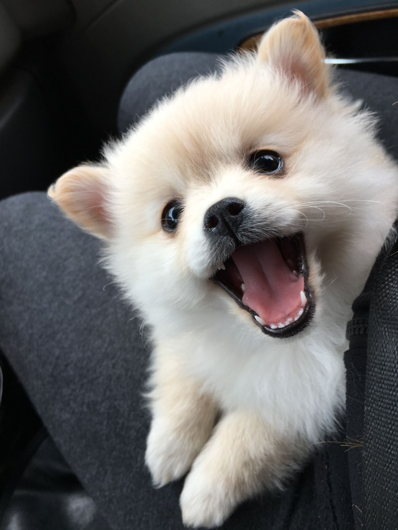 Шпиц cute Pomeranian