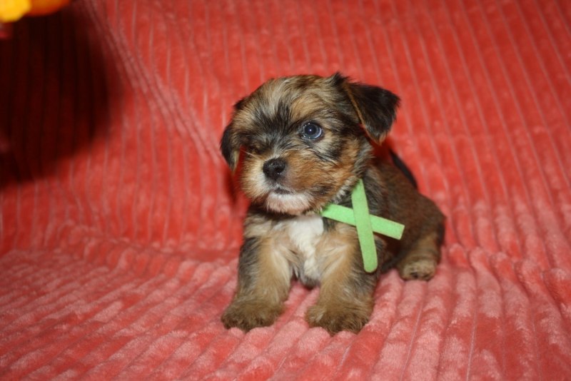Shorkie Tzu