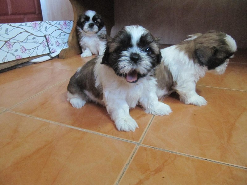 Shorkie Tzu