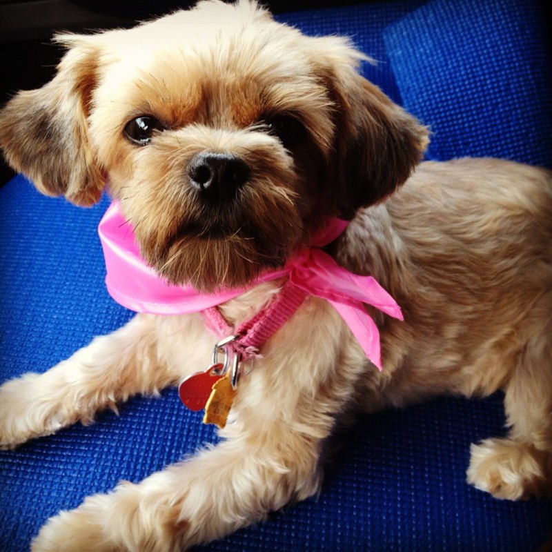Shorkie Puppies