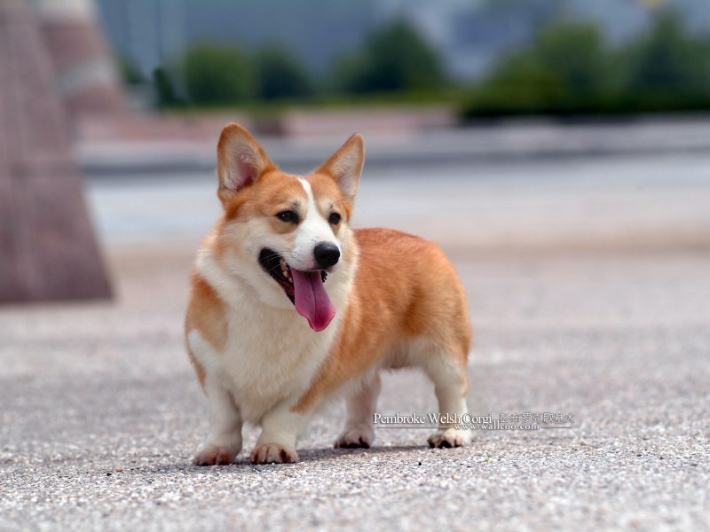 Вельш корги терьер