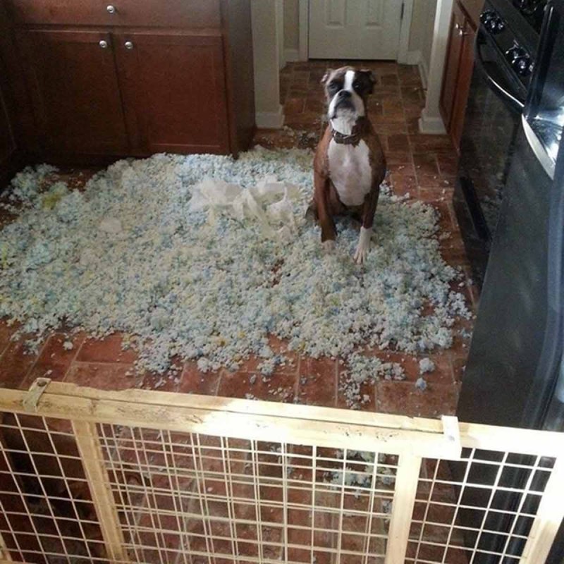 Домашние животные для дома