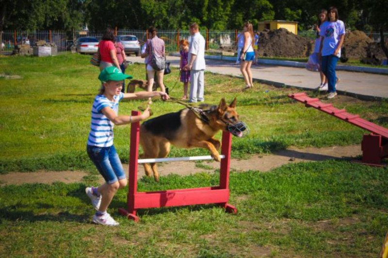 Выгул собак Шаболовка район Якиманка
