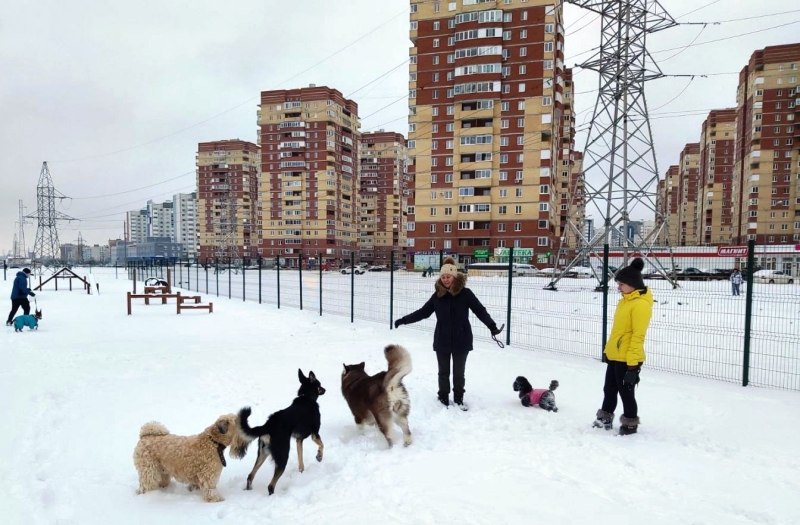 Собачья площадка в Лыткарино на парковой