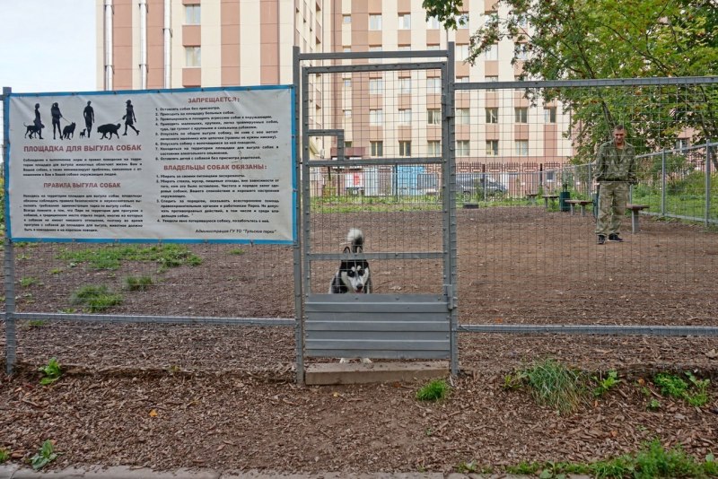 Правила выгула собак