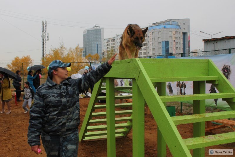 Площадка для выгула собак Смоленск Соловьиная роща