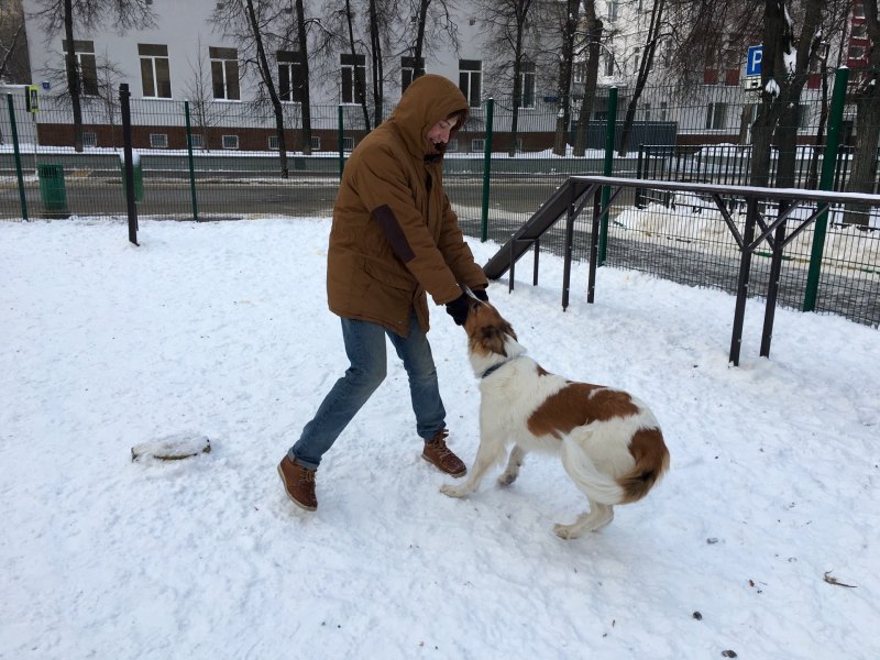 Собачья площадка