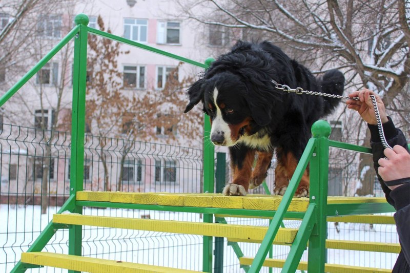 Парк для собак