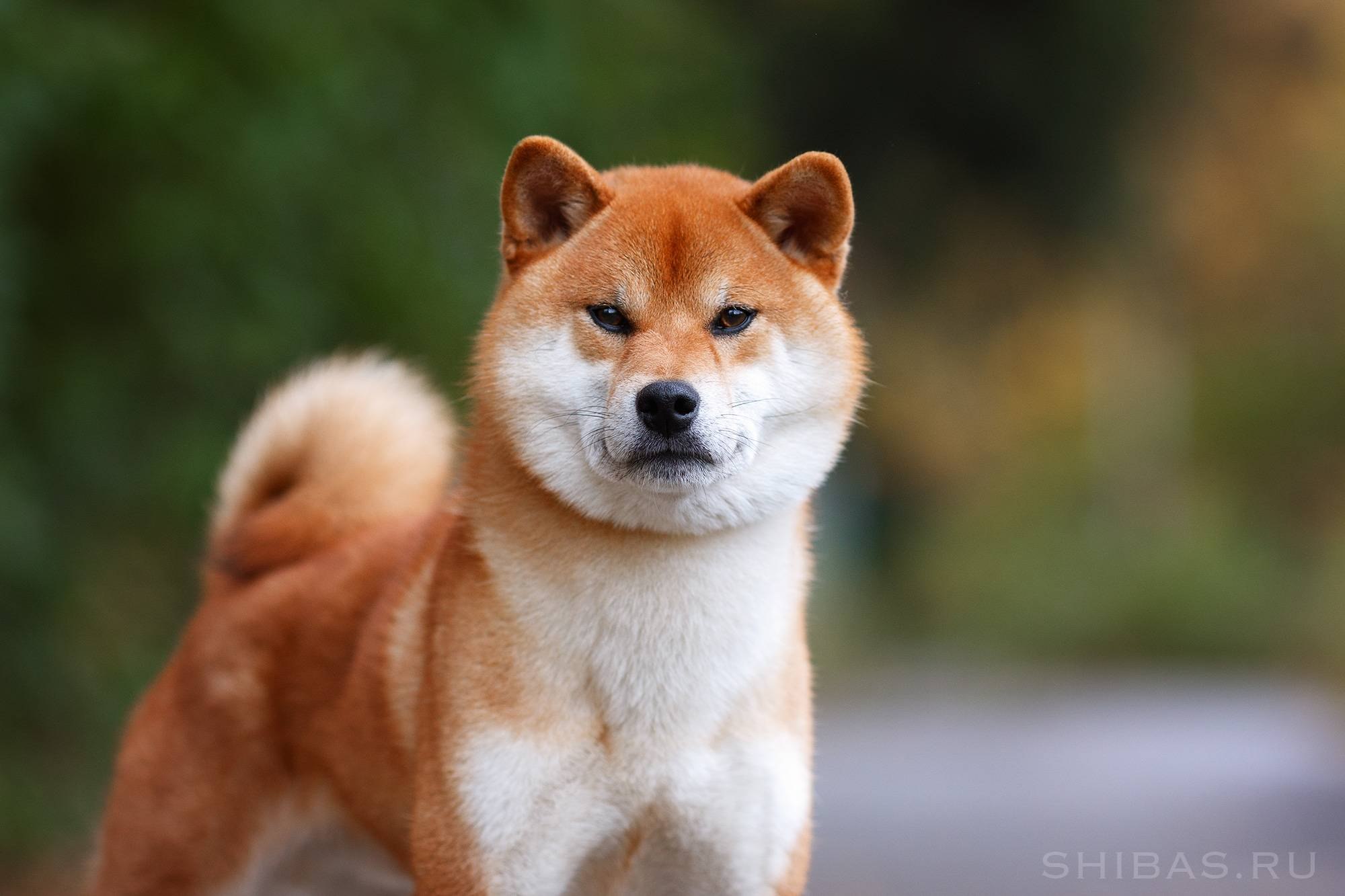 Японский пес (27 фото) - картинки sobakovod.club