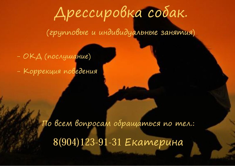 Собака и человек