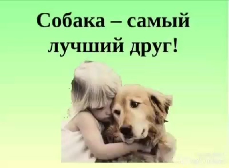 Собака лучший друг человека