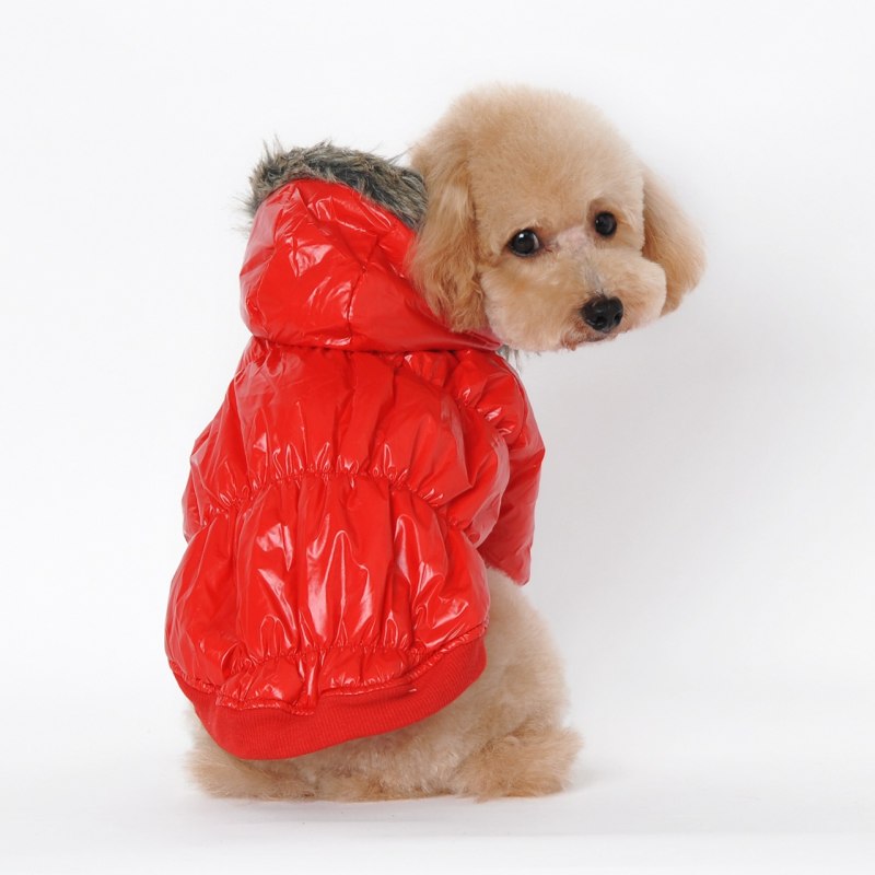 Собачки в курточках