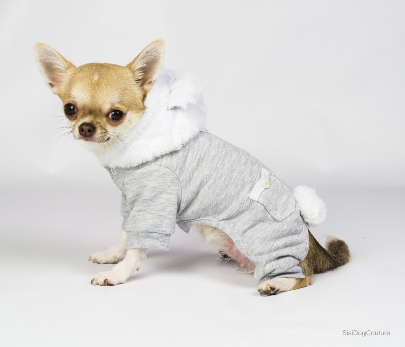 Чихуа чихуа комбез