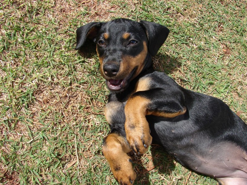 Young Dog