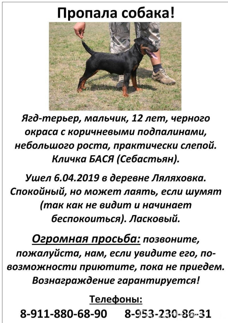 Рост собаки немецкий Ягдтерьер
