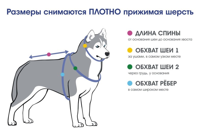Как измерить параметры собаки для шлейки