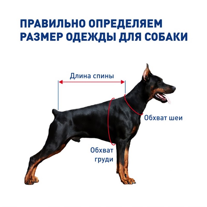 Как измерить параметры собаки