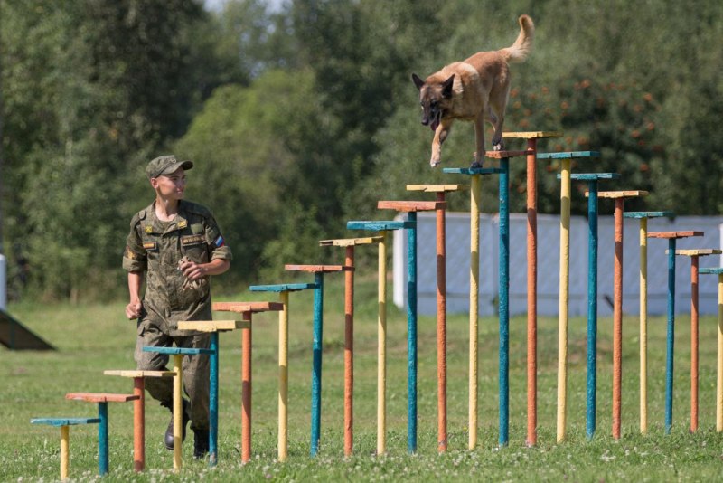 Полоса препятствий для служебных собак