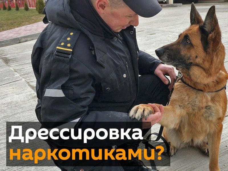 Собака-таможенник Афина