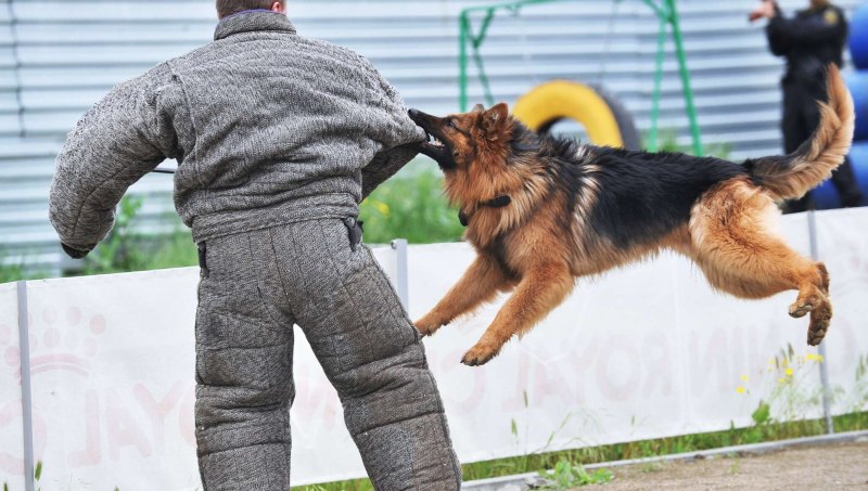 Одежда для дрессировки служебных собак