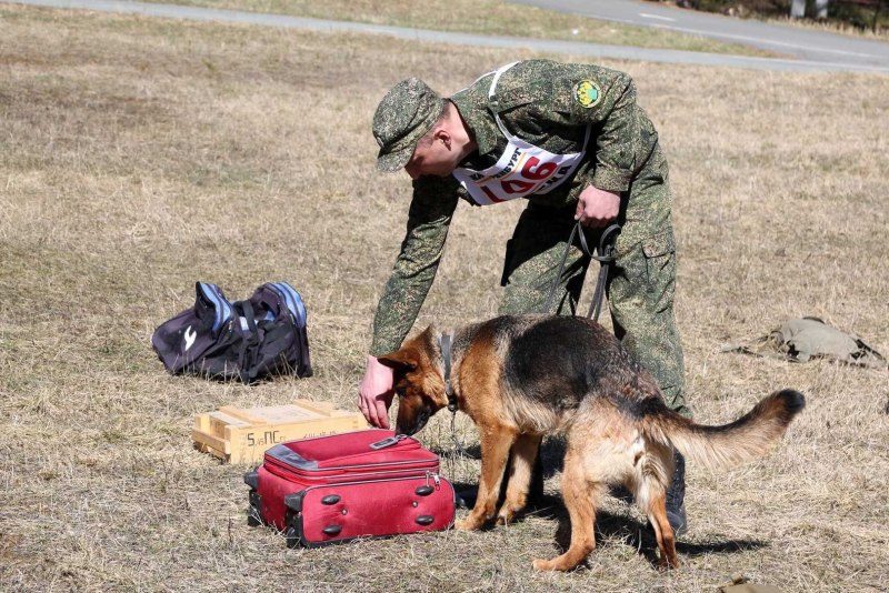 Служебная собака ищет наркотики