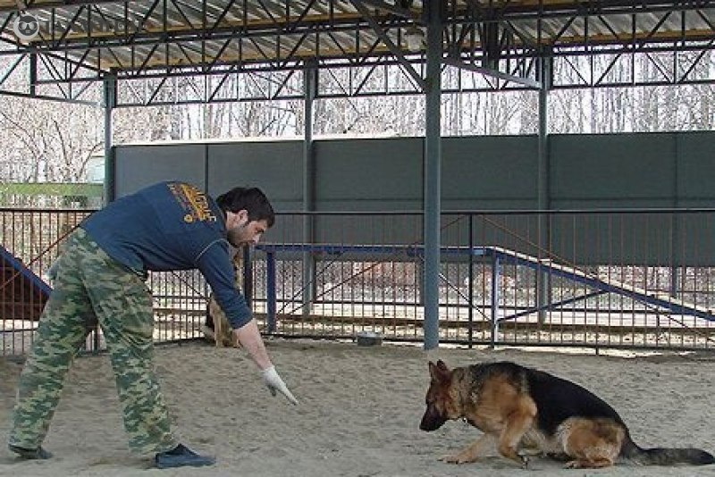 ОКД служебных собак
